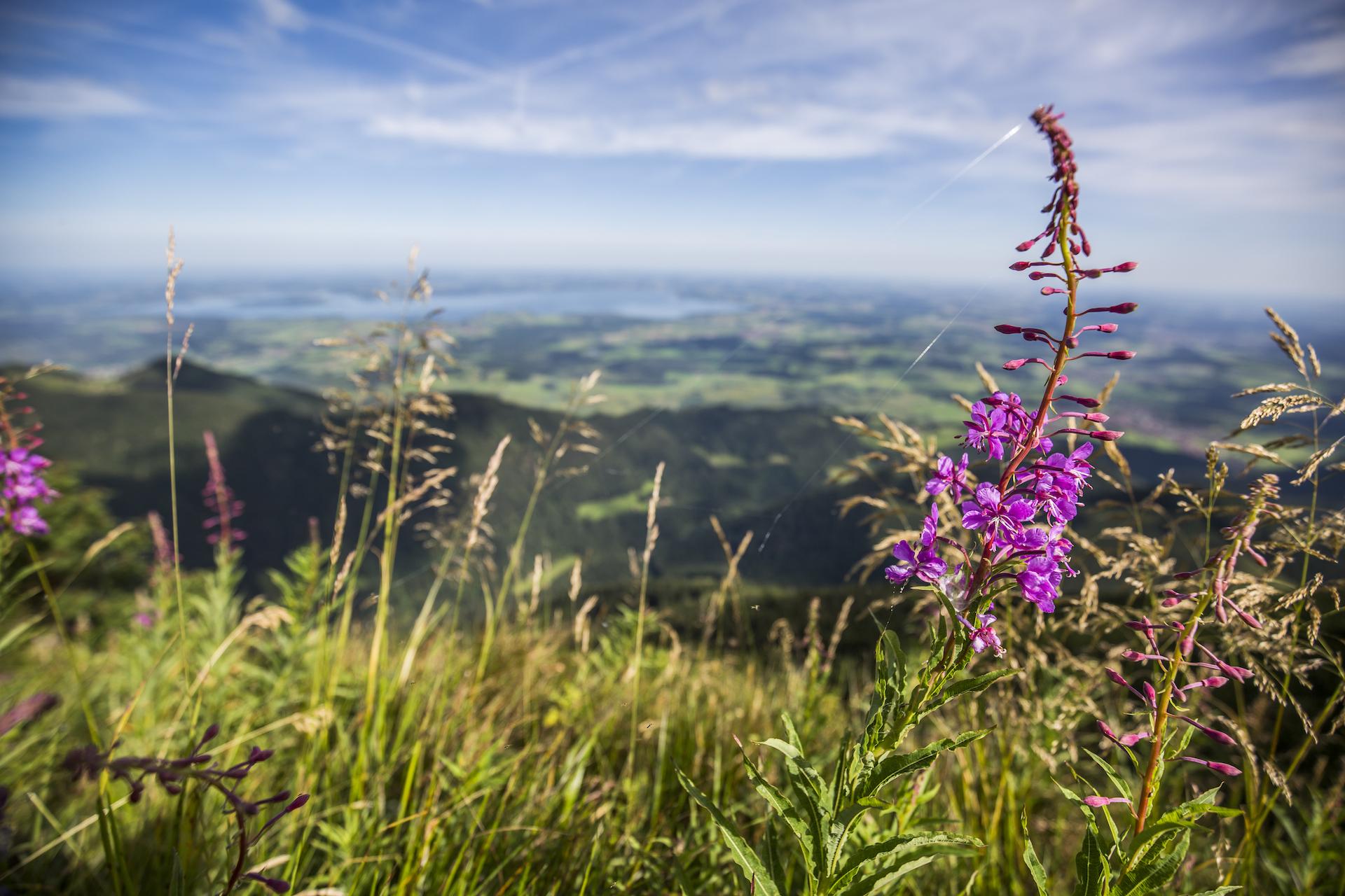 Sommer auf dem Hochfelln bei Bergen